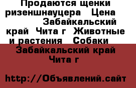 Продаются щенки ризеншнауцера › Цена ­ 15 000 - Забайкальский край, Чита г. Животные и растения » Собаки   . Забайкальский край,Чита г.